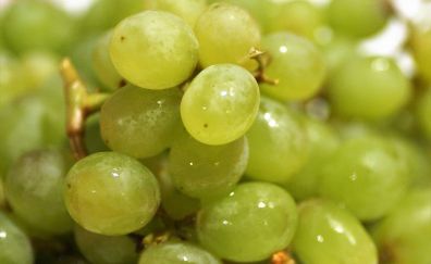 Fresh fruit, green grapes, close up