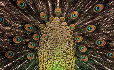 Peacock feathers, colorful