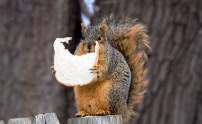 Eating bread, squirrel, wildlife