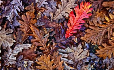 Oak leaves, fall, autumn, 4k