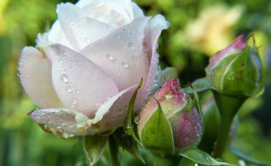 Water drops, bud, flowers, roses