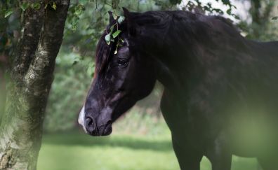Black stud, animal, horse