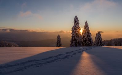 Winter, sunset, landscape, tree, 4k
