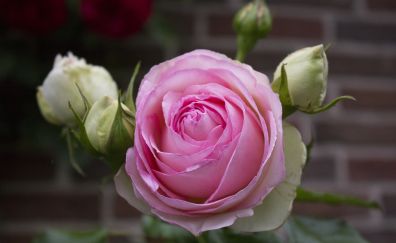Beautiful, buds, flower, pink rose