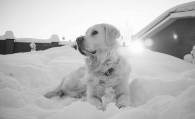 Golden Retriever, dog, animal, monochrome