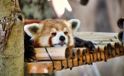 Cute red panda, sleeping, muzzle, animal