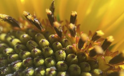 Flower macro view, pollen