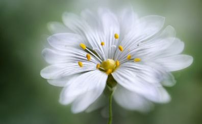 White flower, macro, petals, pollen