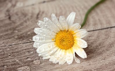 Still life, white daisy, water drops