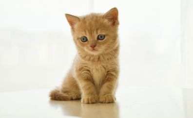 Cute, British kitten, cat, animal
