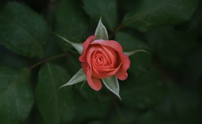 Single red Rose, flower, bloom, 5k