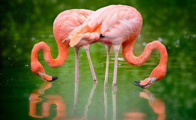Flamingo, pink, birds, reflections