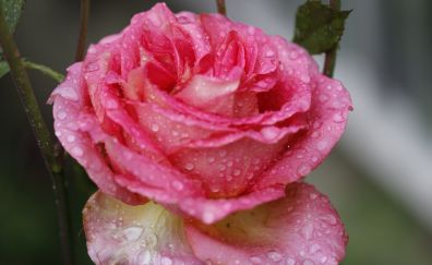 Rose, pink, water drops, close up