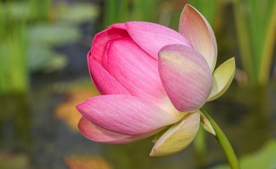 Lotus, pink flower, close up