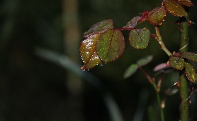 Rose plants, leaves, water drops