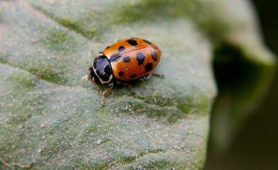 Ladybug on leaf, insect, close up wallpaper