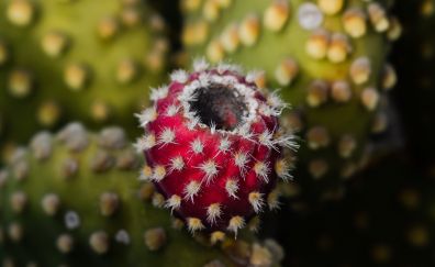 Cactus thorns, fruit
