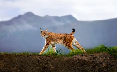 Lynx, wild animal, cat, spotted