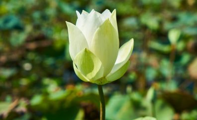 White lotus, bud, flower, blur, 5k