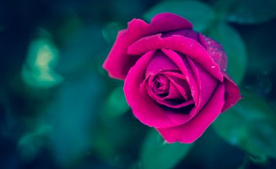 Beautiful pink rose flower, blur, close up wallpaper