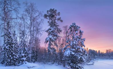 Trees, forest, winter, sunset