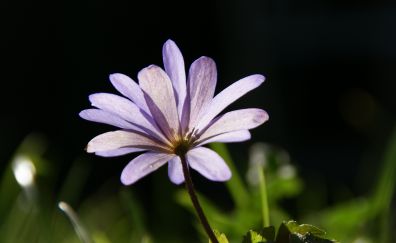 Anemone flower, purple flower, close up