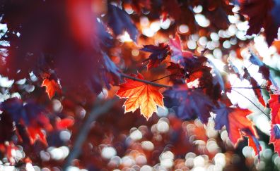 maple, Leaves, autumn, bokeh