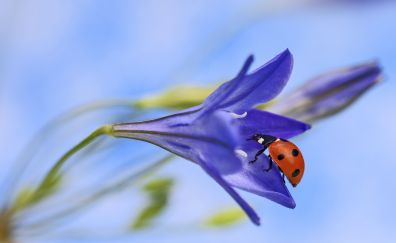Ladybug, insects, purple flowers