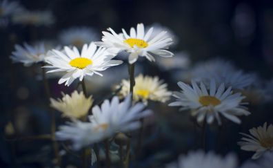 White daisies, flowers, meadow, 4k