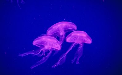 Jellyfish, pink, glowing, underwater