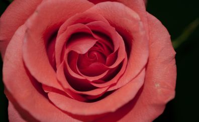 Red Rose, bud, petals, close up
