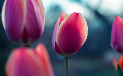 Close up, Tulip, bud, petals
