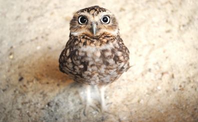 Cute baby owl looking up wallpaper