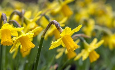 Drops, dew, Daffodil yellow flower, spring