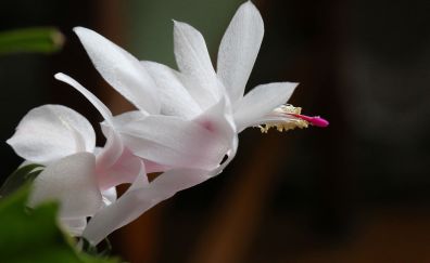 Flower, white flowers