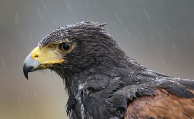 Eagle bird, beak, feathers