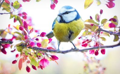 Beautiful bird, spring, tree branch