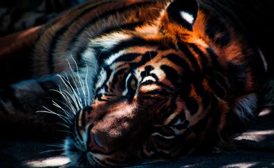 Tiger muzzle, animal