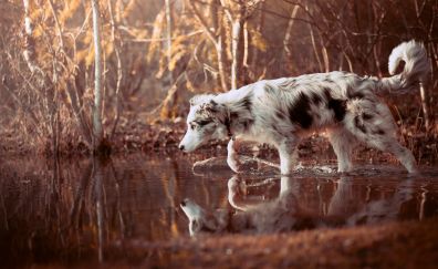 Border Collie, Dog walk, forest, reflections, water