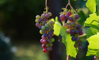 Grapes vines berries