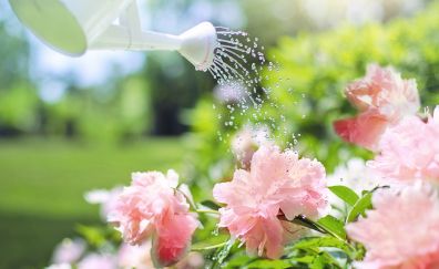 Watering flowers, pink flowers, garden, water