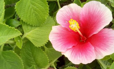Hibiscus, the pink flower, leaves