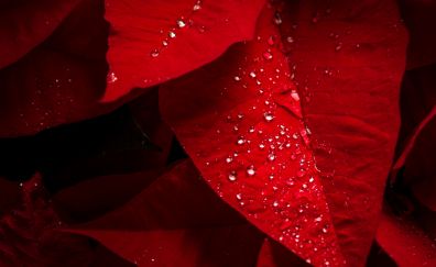 Poinsettia red leaves