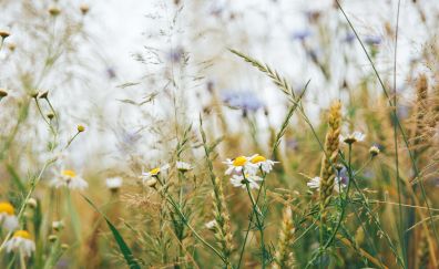 Wild flowers, plants, meadow
