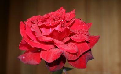 Rose flower, bud, petals, water drops