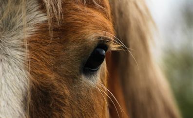 Horse, eyes, close up