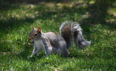 Squirrel, cute animal, play, grass