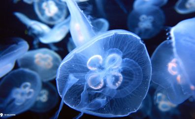 Jelly fishes under water
