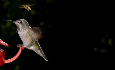 Hummingbird, flying, wings, close up