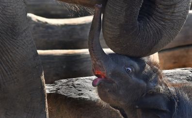 Baby elephant, animal, playing